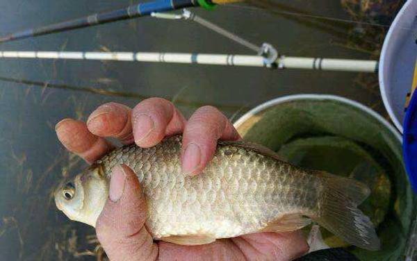 春季钓鲫鱼用什么味型饵料?