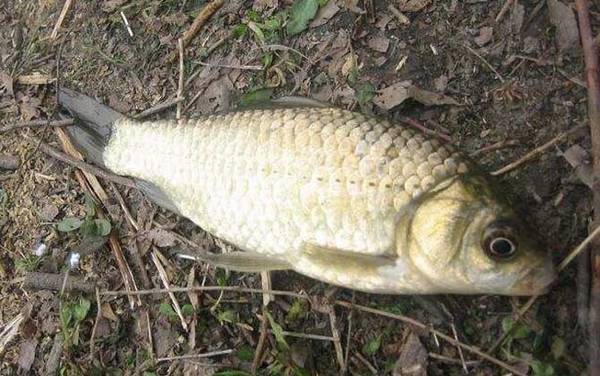 春季钓鲫鱼用什么味型饵料?