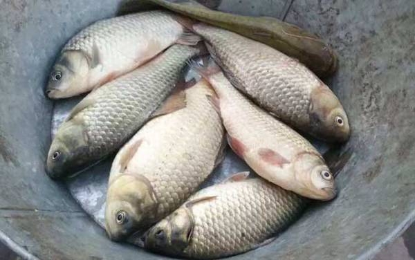 初春钓鲫鱼用什么饵料最好?