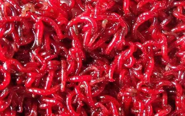 钓鱼用的红虫是什么虫?