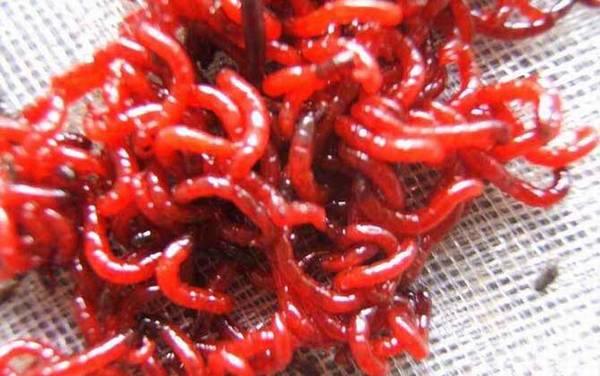 钓鱼用的红虫是什么虫?