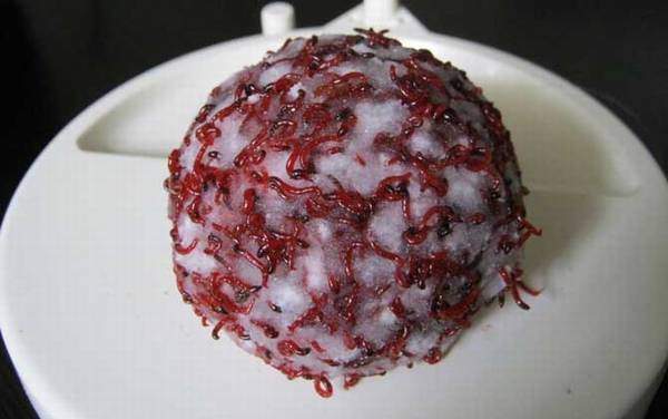 红虫拉饵怎么开饵效果才好?