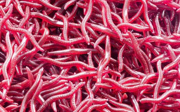 红虫假饵钓鱼效果好不好?