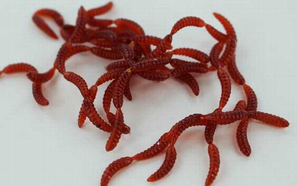 红虫假饵钓鱼效果好不好?