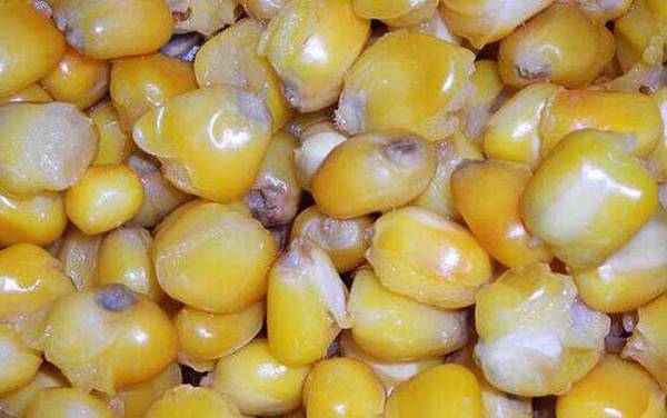 钓草鱼玉米粒用什么泡制?