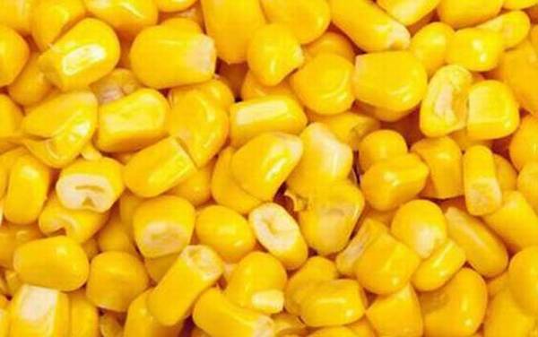 钓草鱼玉米粒用什么泡制?