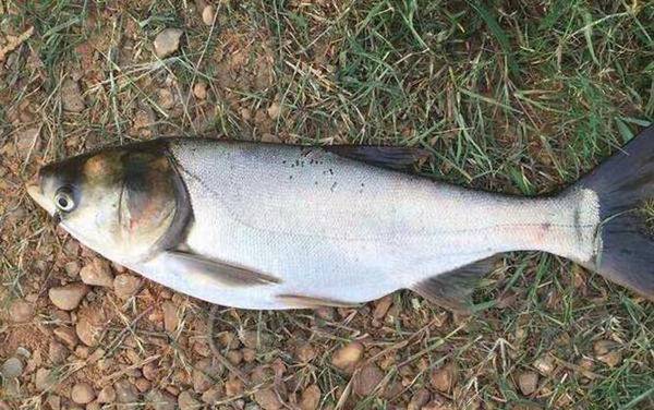 螺鲤饵料能钓什么鱼?