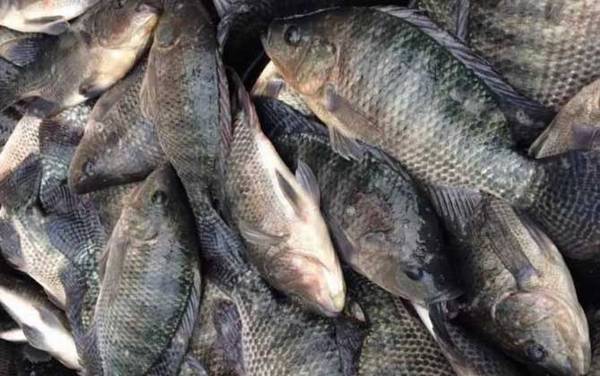 螺鲤饵料能钓什么鱼?