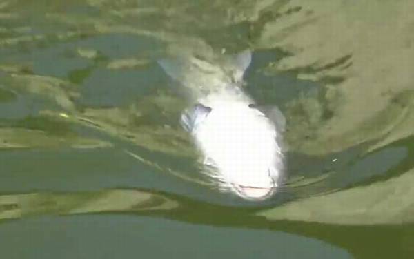 黑坑为什么禁用花生钓青鱼?