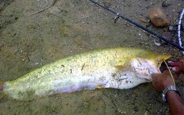 钓鲶鱼用猪肝还是泥鳅?