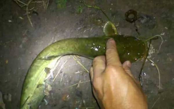 晚上用什么钓鲶鱼最好?