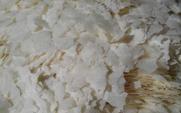 雪花粉饵料怎么使用?