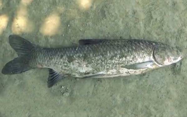 大青鱼用什么饵料好钓?