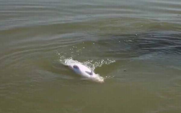 青鱼用什么钓最好?