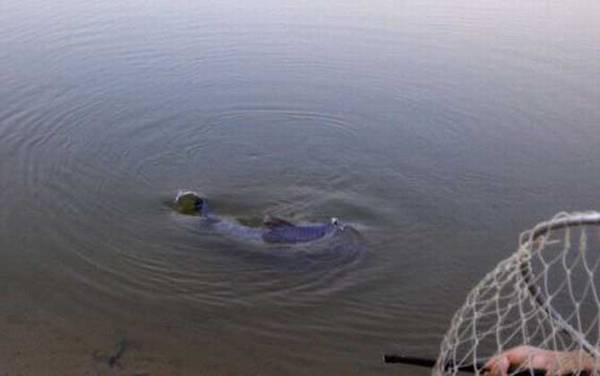 青鱼用什么钓最好?