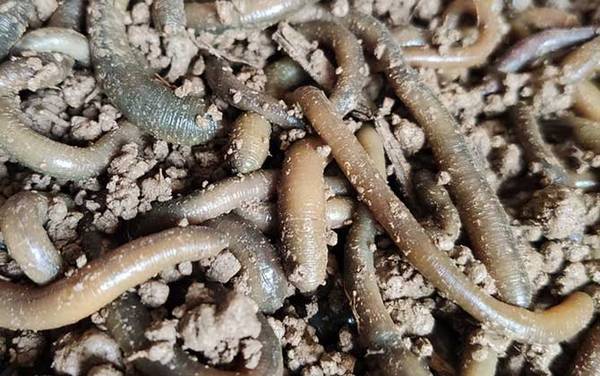 大蚯蚓可以钓草鱼和青鱼吗?