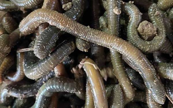 大蚯蚓可以钓草鱼和青鱼吗?