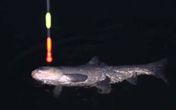 花生可不可以钓青鱼?