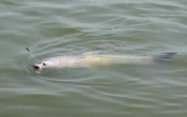 花生可不可以钓青鱼?