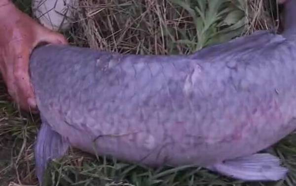 花生可不可以钓青鱼?