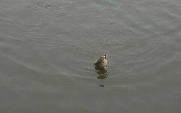 青鱼喜欢吃螺蛳还是玉米?