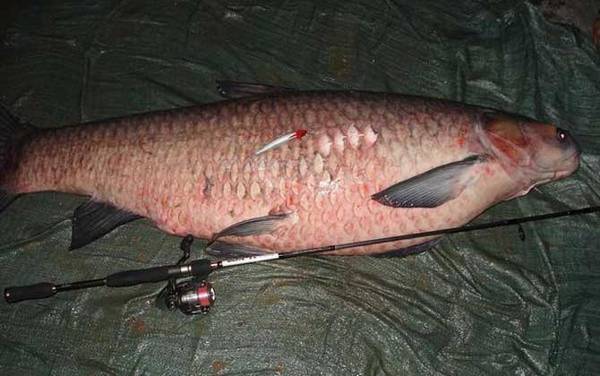 天冷钓青鱼用什么饵料最好?