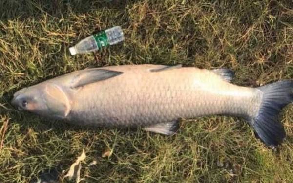 夏天用什么钓青鱼最好?