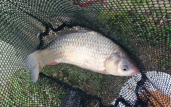 九一八饵料能钓什么鱼?