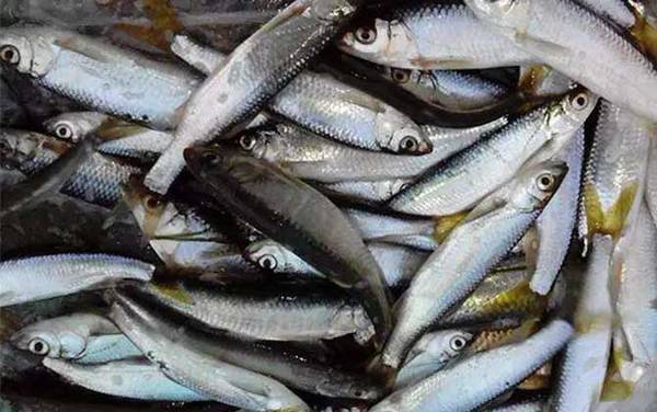 九一八饵料能钓什么鱼?