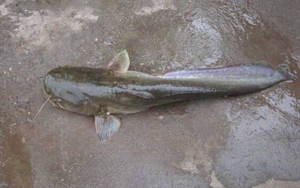 钓鱼饵料配方大全