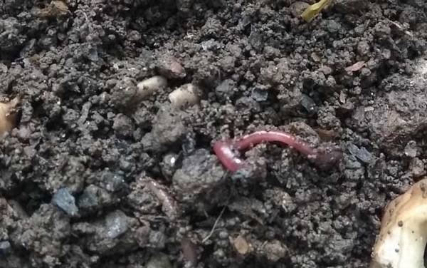 蚯蚓吃什么食物?