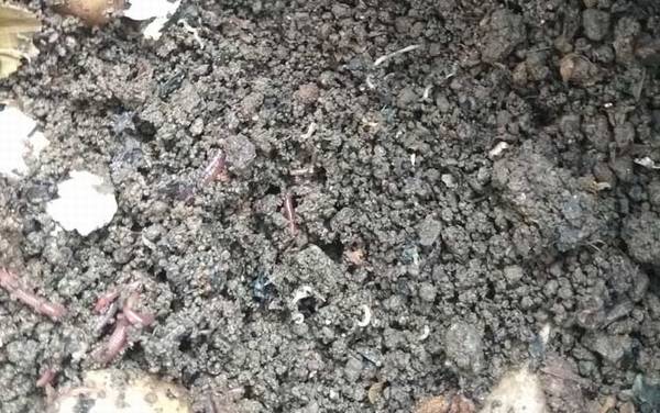 蚯蚓价格多少钱一斤?