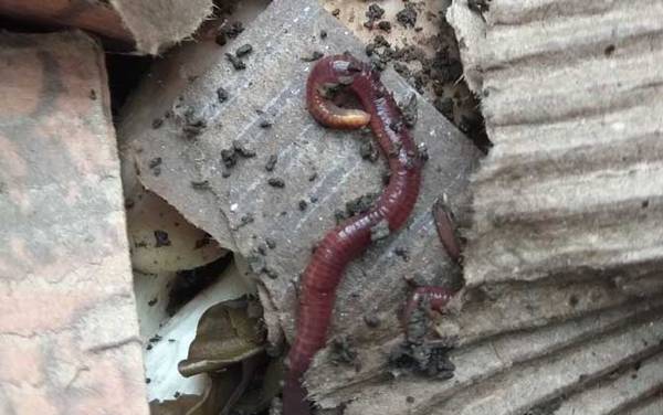 红虫和蚯蚓哪个钓鱼好?