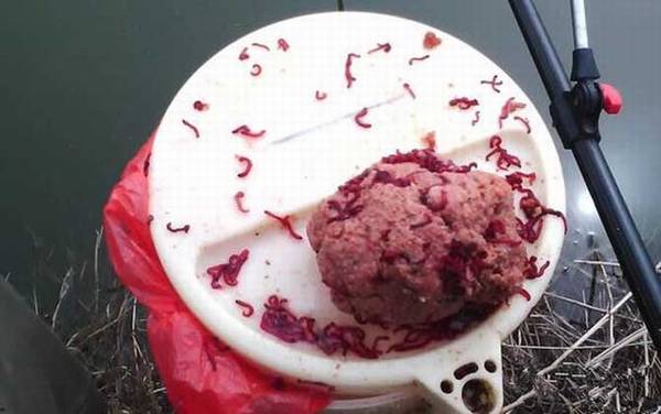 红虫和蚯蚓哪个钓鱼好?