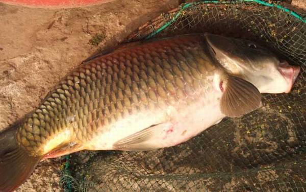 自制钓鱼小药配方大全