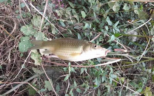 钓鲫鱼怎么打窝最好?