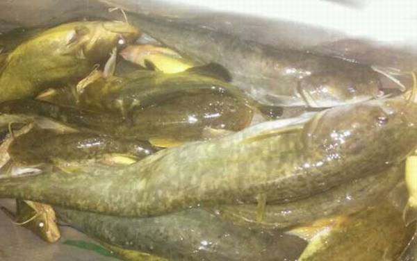 钓鲶鱼用什么打窝?