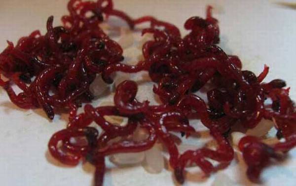 红虫价格多少钱一斤?