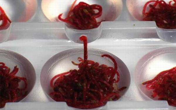 红虫怎么挂钩最方便?