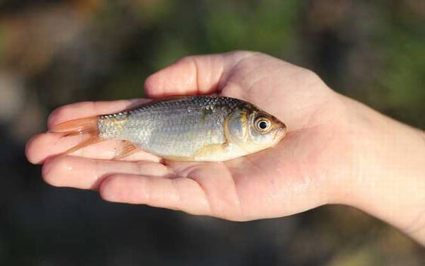 夏天钓鲫鱼用什么饵料?