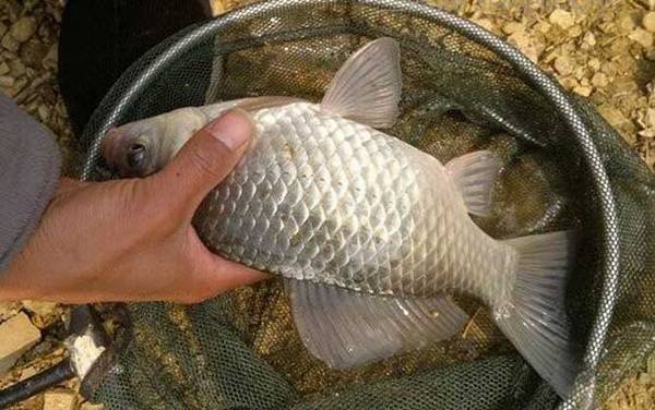 夏天钓鲫鱼用什么味道?