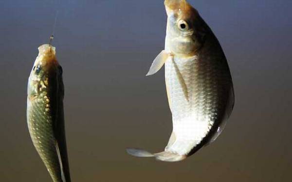 夏天钓鲫鱼用什么小药?