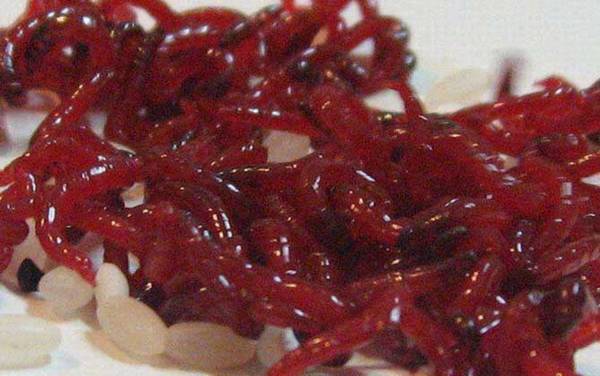 黑坑为什么不让用红虫?