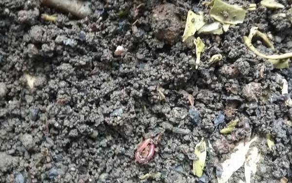 花盆怎么养蚯蚓来钓鱼?