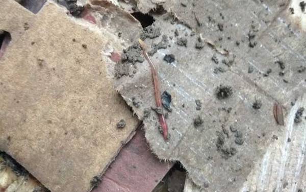 花盆怎么养蚯蚓来钓鱼?