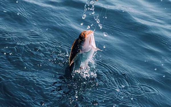 夏季钓鱼用什么鱼饵?