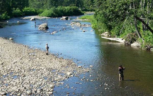 夏季钓鱼用什么鱼饵?