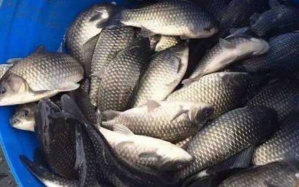 用什么钓鲫鱼上鱼快?