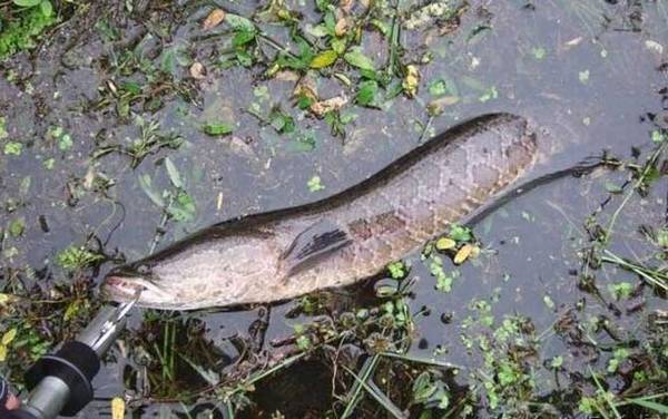 路亚黑鱼用什么拟饵?