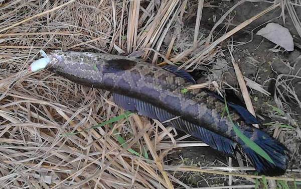 路亚黑鱼用什么拟饵?